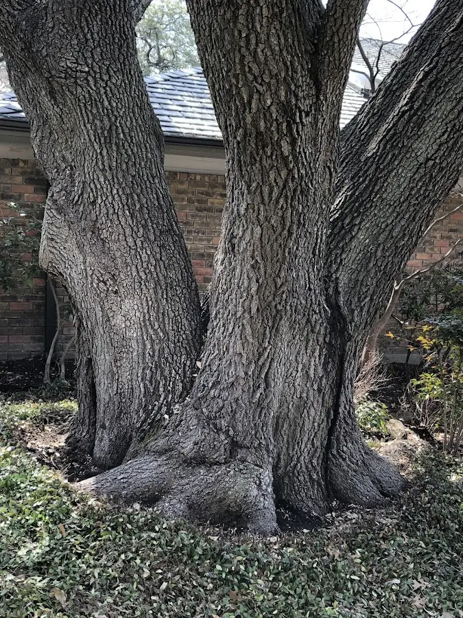 Mature heritage tree close to a Scottdale property cared for by certified arborists